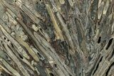 Polished Fossil Teredo (Shipworm Bored) Wood - England #240737-1